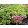 Sedum spurium Atropurpureum