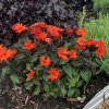 LYCHNIS ORANGE GNOME MALTESE CROSS GC LYCOG 03
