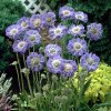 Scabiosa caucasica Farma Blue