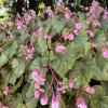 begonia grandis subsp evansiana