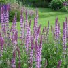 Salvia Amethyst