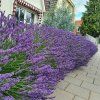 Lavandula x intermedia Niko-Levanduľa Niko -Lavandula x intermedia Niko