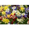 aquilegia flabellata cameo 15 seeds granny s bonnet 3689 p