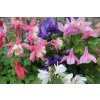 Aquilegia cameo mix