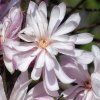 Magnolia stellata Waterlily - 80-120cm