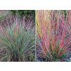 Andropogon scoparius StandingOvation