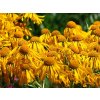 592e71e3afd93 helenium hoopesii