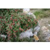 cotoneaster microphyllus0