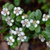 Cotoneaster Skogholm Arbustes 1000862 1