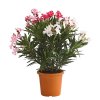 I Grande 14315 nerium oleander tricolor 060 080 pot p25 cm.net