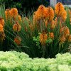 Kniphofia Poco Orange 13