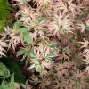 Acer palmatum Butterfly - AKCIA