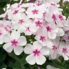 I Grande 7979 phlox paniculata flame white eye c 4l.net