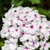 Phlox paniculata Famous White with Eye 1
