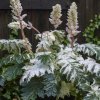 Acanthus 'Tasmanian Angel'