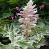 AKANT ANGEL acanthus mollis Tasmanian SADZONKA