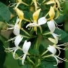 lonicera japonicum hall s prolific japanse kamperfoelie