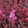 gaura gaudi red 2 litre 4865 p