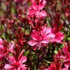 Gaura lindheimeri Gaudi Red 1 2