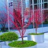 acer sango kaku 750x750 large tree 2 1 1