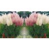 pampas grass cortaderia white pink mix of 6 o9cm h
