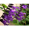 Salvia Amistad two spikes close