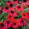 echinacea purpurea lakota red large