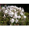 58f76b8dcc2b6 phlox subulata amazing grace