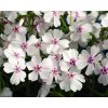 Phlox subulata  'Amazing Grace'