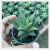haworthia limifolia