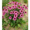 Echinacea purpurea Lakota rose 2