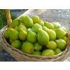 fichi