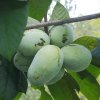 beautiful+cluster+of+pawpaws