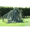 Cedrus atlantica glauca pendula2