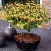 Acer palmatum 'Little Princess'