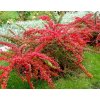 601420 barbaris berberis tunberga red carpet big