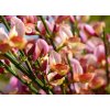 cytisus scoparius zeelandia Zanot Lilas rozsaszin