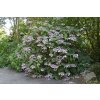 Hydrangea aspera macrophylla