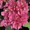 hydrangea macrophylla flame pink h217903 (4) 1691 1 p