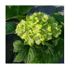 hydrangea magical green cloud18 600x711