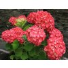 hortensia leuchtfeuer