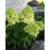 Hydrangea paniculata 'Magical Lime Sparkle'-Hortenzia metlinatá 'Magical Lime Sparkle'