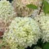 Hydrangea paniculata 'Magical Lime Sparkle'-Hortenzia metlinatá 'Magical Lime Sparkle'