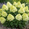 Hydrangea paniculata 'Magical Lime Sparkle'-Hortenzia metlinatá 'Magical Lime Sparkle'