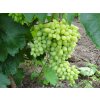 Vitis Kišmiš Geliodor-Hrozno  Kišmiš Geliodor-bezsemenné