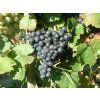 Vitis vinifera Venus - Vinič stolový bezsemenný Venus