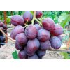 Vitis vinifera Nižina-Vinič stolový rezistentný Nižina