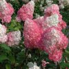 hydrangea vanille fraise hortenzia metlinata
