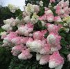 hydrangea vanille fraise hortenzia metlinata5