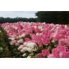 hydrangea vanille fraise hortenzia metlinata2